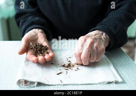 Getrocknete Pflanzen auf der Hand einer alten Frau. Stockfoto