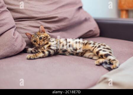 Zwei niedliche bengal Kätzchen spielen und kämpfen auf der Couch. Stockfoto