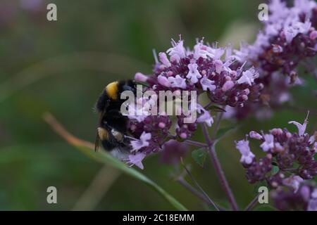 Hummel Hummel Hummel bescheidene Bombus Apidae Violet Blume Stockfoto