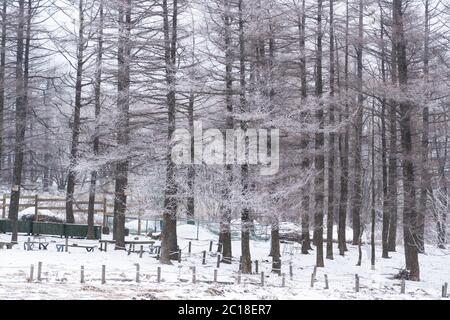 Winterwald mit Bäumen bedeckt mit Schnee in Südkorea. Stockfoto