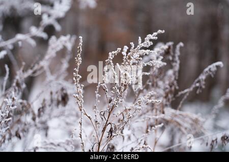 Im Winter sind Waldpflanzen schneebedeckt. Pflanzen Frost im Winter in Südkorea Stockfoto