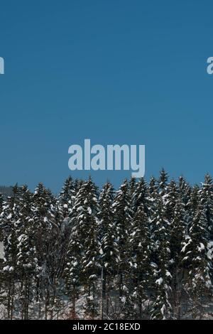 Pinien mit Schnee bedeckt. Hohe Kiefer und blauer Himmel. Stockfoto