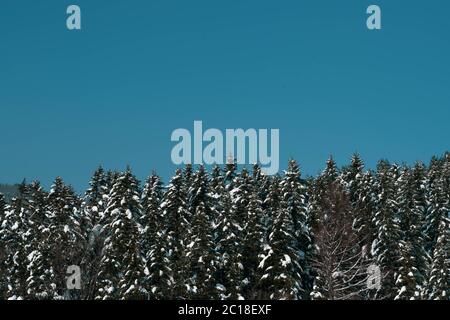Pinien mit Schnee bedeckt. Verschneite Straße mit hohen Kiefern und blauem Himmel. Stockfoto