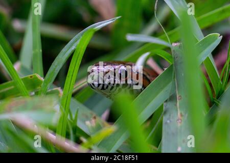 Maisschlange (Pantherophis guttatus) kriecht durch einen Hinterhof in Stuart, Florida, USA Stockfoto