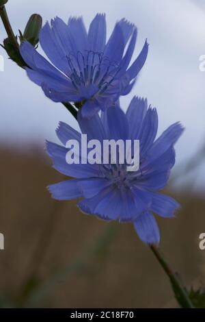 Centaurea Cyanus Kornblume Junggesellen Knopf Bokeh Makro Stockfoto