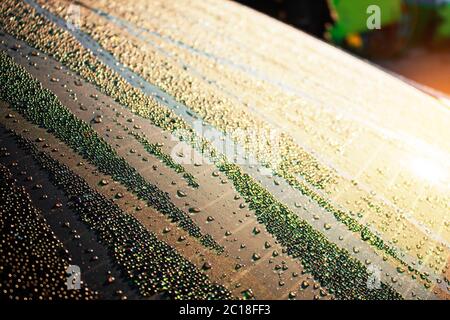 Wassertropfen auf Glas. Stockfoto