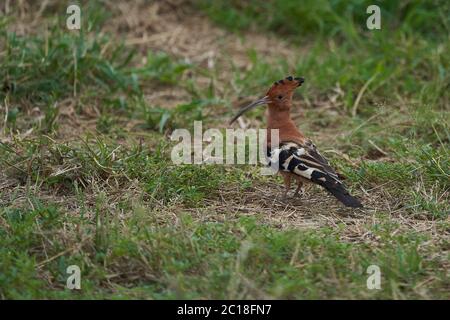 Afrikanische Wiedehopf Upupa africana Upupidae Portrait Gras Stockfoto