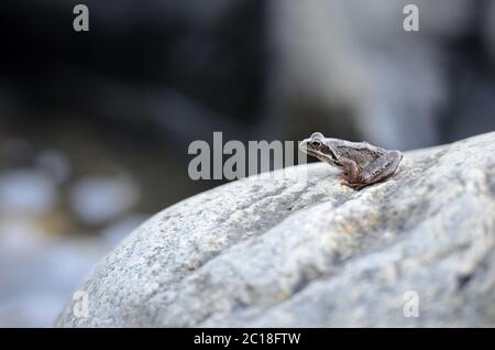 Kleiner Frosch sitzt auf einem großen Felsen und schaut in die Ferne Stockfoto