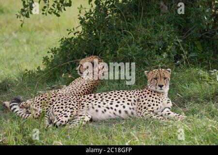 Geparden Brothers Afrika Safari Masai Mara Portrait Stockfoto