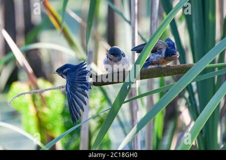 Stallschwalbe füttert Küken - Hirundo rustica - Junghungrige Schwalben auf einem Rohrkolben ( Typha ) warten auf gefüttert werden - Erwachsene Vogel Fütterung Jungvogel Stockfoto