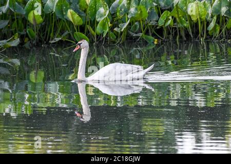 Stumme Schwäne im Wasser - Cygnus olor / Cygnus - ein Paar stumme Schwäne im Wasser Schwimmen in einem Sumpf / Teich - Spatterdock - Nuphar advena Stockfoto