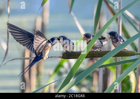 Stallschwalbe füttert Küken - Hirundo rustica - Junghungrige Schwalben auf einem Rohrkolben ( Typha ) warten auf gefüttert werden - Erwachsene Vogel Fütterung Jungvogel Stockfoto