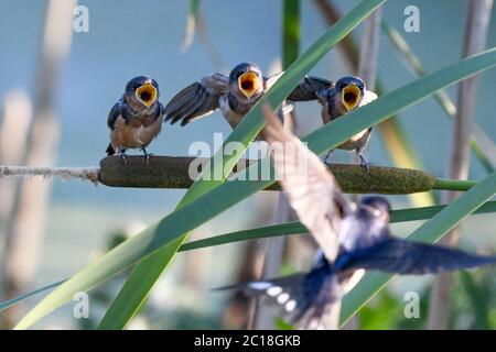 Stallschwalbe füttert Küken - Hirundo rustica - Junghungrige Schwalben auf einem Rohrkolben ( Typha ) warten auf gefüttert werden - Erwachsene Vogel Fütterung Jungvogel Stockfoto