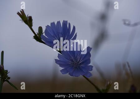 Centaurea Cyanus Kornblume Junggesellen Knopf Bokeh Makro Stockfoto