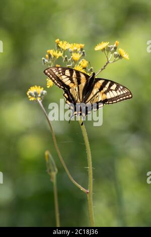 Östlicher Tiger Schwalbenschwanz Schmetterling auf einer Wildblume mit grünem Hintergrund Stockfoto