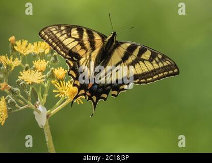 Östlicher Tiger Schwalbenschwanz Schmetterling auf einer Wildblume mit grünem Hintergrund Stockfoto