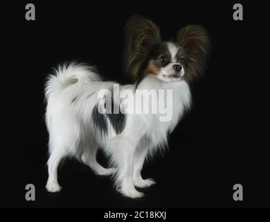 Schöne junge Rüde Continental Toy Spaniel Papillon auf schwarzem Hintergrund Stockfoto