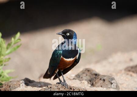 Superb Star Lamprotornis Superbus früher bekannt als Spreo Superbus Kenia Tansania Stockfoto