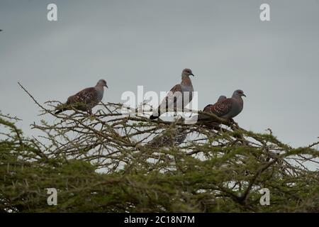 Gesprenkelte Taube Columba guinea African Rock Gruppe auf einem Baum Stockfoto