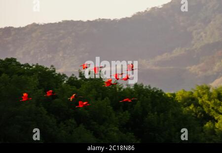 Fliegende Scharlachebisen im Caroni Swamp National Park, TNT Stockfoto