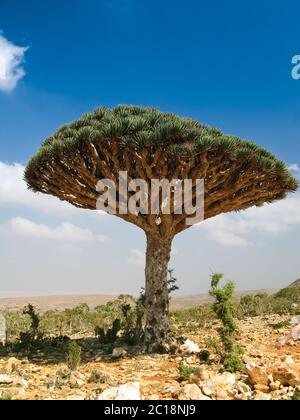 Drachenbaum, endemische Pflanze der Socotra Insel Jemen Stockfoto