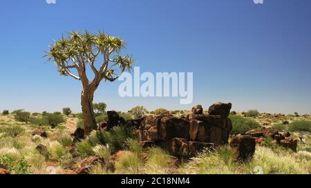 Köcherbaum oder Kokerboom-Wald, Namibia Stockfoto