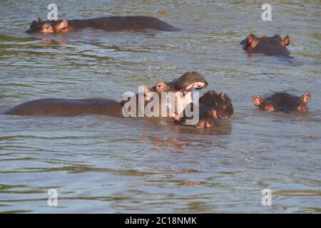 Hippo Hippopotamus Amphibious Africa Safari Porträt Wasser Stockfoto