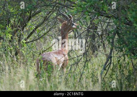 Gerenuk Litocranius walleri Giraffe Gazelle Antilope Amboseli Stockfoto