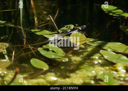 Gras Schlange im See Natrix Natrix Porträt Stockfoto