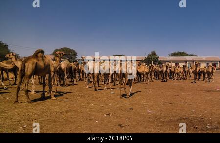 Kamele auf dem Kamelmarkt in Hargeisa, Somalia Stockfoto