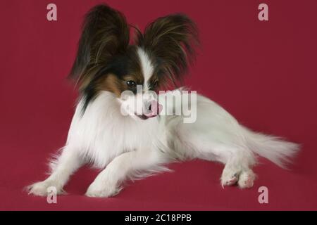 Schöne junge Rüde Continental Toy Spaniel Papillon leckt seine Nase auf rotem Hintergrund Stockfoto