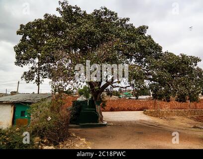 Harar Baum Moschee in Jugol Altstadt, Harar, Äthiopien Stockfoto