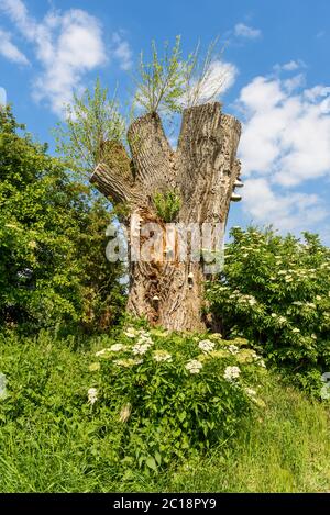 Frische grüne Triebe und Pilze wachsen auf einem alten gesägten Baum Stockfoto