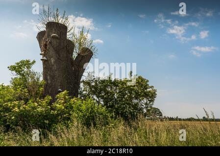 Frische grüne Triebe und Pilze wachsen auf einem alten gesägten Baum Stockfoto