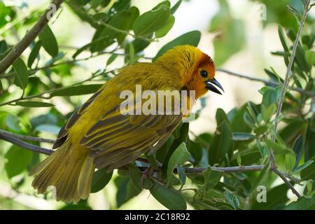 Goldhandweber Ploceus bojeri Ploceidae Sweet Portrait Stockfoto