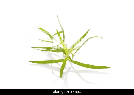 Estragon. Artemisia dracunculus Stockfoto