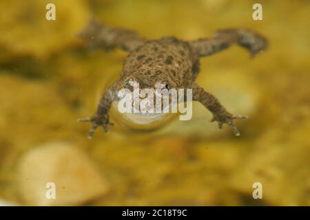 Gelbe bauchige Kröte Bombina Variegata Portrait Goldene Augen mit schwarzem Herzen Stockfoto