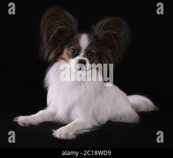 Schöne junge Rüde Continental Toy Spaniel Papillon auf schwarzem Hintergrund Stockfoto