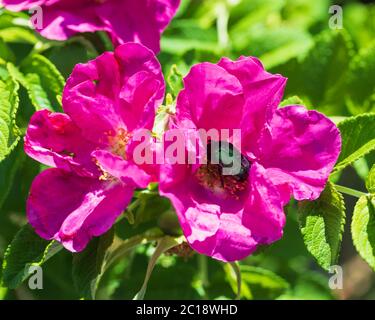 Bronze ist eine Art von hartgeflügelter Bronze (Cetoniinae) der Käfer sitzt auf einer Hagebuttenblume, die in der Nähe der Stadt Tscheljabinsk gefunden wird. Stockfoto