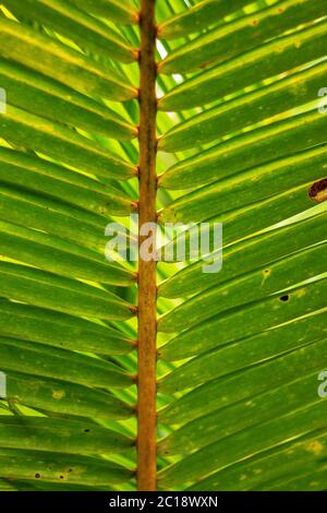Kokosnussblatt Hintergrund. Stockfoto
