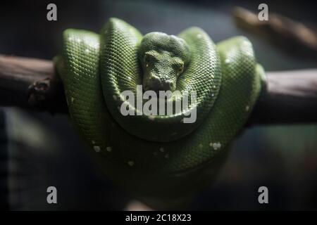 Grüne Schlange, die auf einem Ast eines Baumes ruht Stockfoto