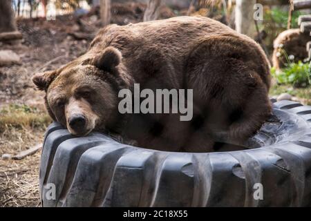 Braunbär ruht auf einem LKW-Reifen Stockfoto
