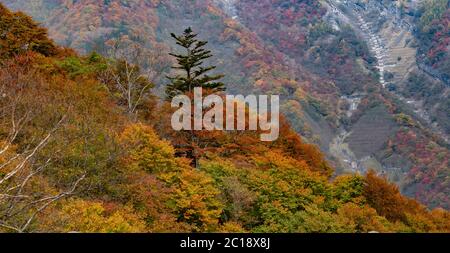 Blick auf das Herbstlaub auf dem Berg in Nikko, Japan. Stockfoto