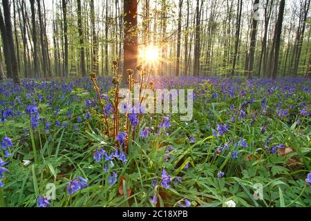 Sonnenschein im Frühling blühenden Wald Stockfoto