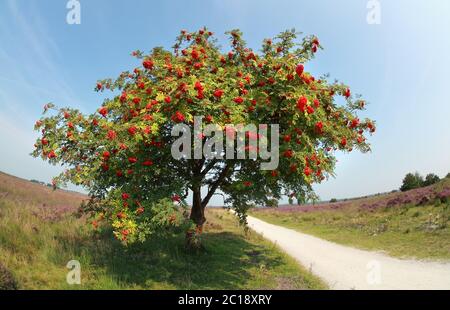rowan Baum mit Beeren im Sommer Stockfoto