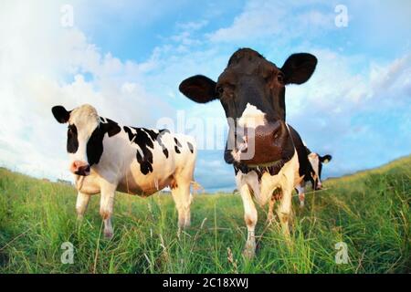 Kühe auf der Weide aus nächster Nähe Stockfoto