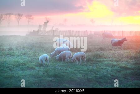 Schafe und Lämmer grasen auf der Weide bei Sonnenaufgang Stockfoto