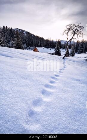 fox-Spuren auf Schnee in Alpen Stockfoto