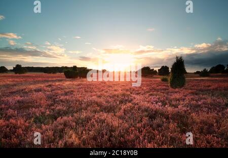 Sonnenuntergang über blühender Heide Stockfoto