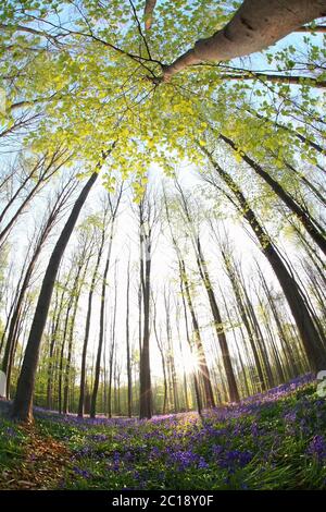 Sonnenschein im Frühling blühenden Wald Stockfoto